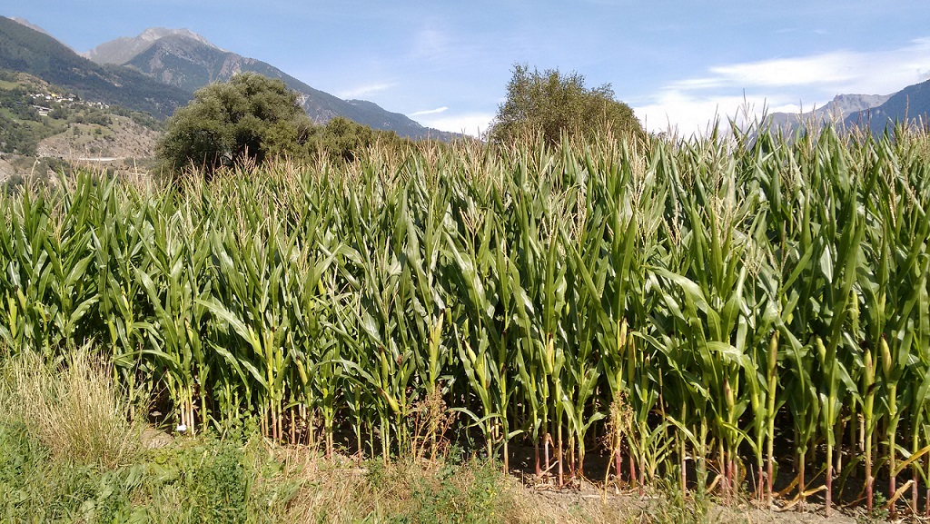 Field of maize