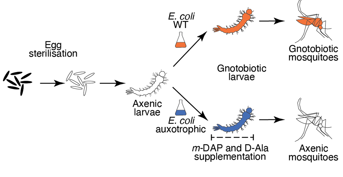 Production of germ-free mosquitoes via transient colonisation allows stage-specific investigation of host–microbiota interactions